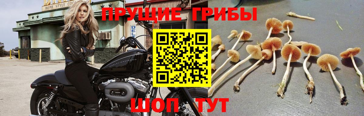 Галлюциногенные грибы Psilocybine cubensis Урус-Мартан